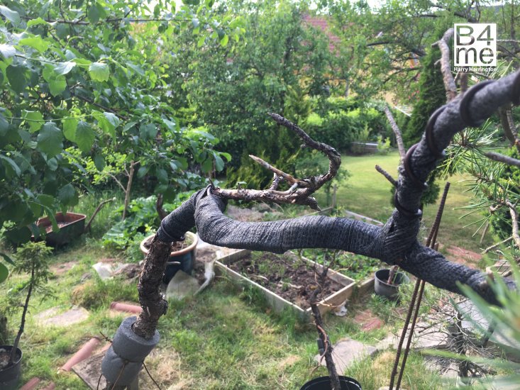 bending heavy pine branch